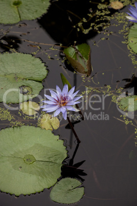 Blue star water lily Nymphaea nouchali flower