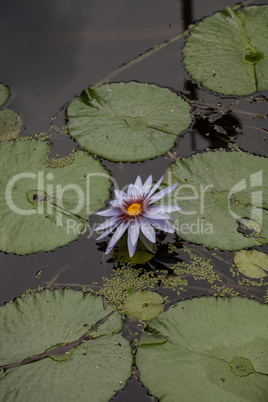 Blue star water lily Nymphaea nouchali flower
