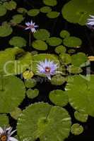 Blue star water lily Nymphaea nouchali flower
