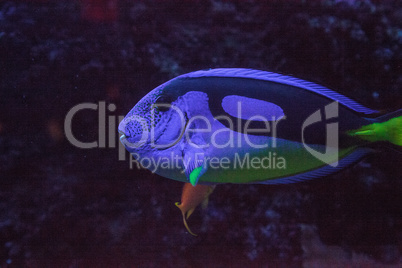 Blue Hippo Tang fish Paracanthurus hepatus