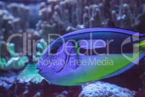 Blue Hippo Tang fish Paracanthurus hepatus