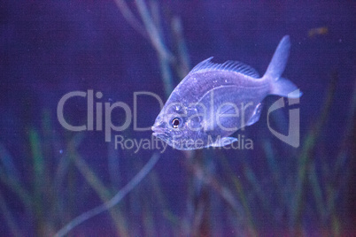 Clear Blue green chromis Chromis viridis