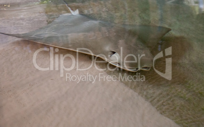 Crownose stingray Rhinoptera bonasus sifts sand