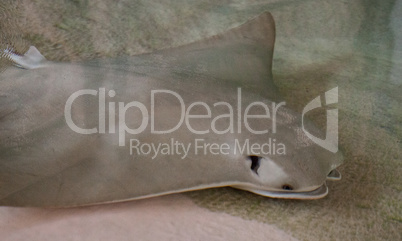 Crownose stingray Rhinoptera bonasus sifts sand