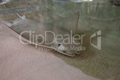 Crownose stingray Rhinoptera bonasus sifts sand