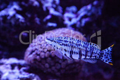 Dalmation molly tropical fish Poecilia latipinna