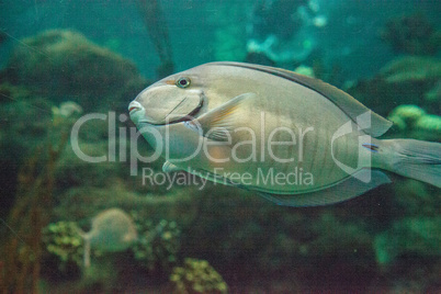 Doctorfish tang Acanthurus chirurgus