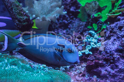 Doubleband surgeonfish Acanthurus tennenti