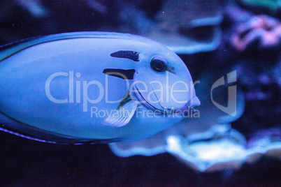 Doubleband surgeonfish Acanthurus tennenti