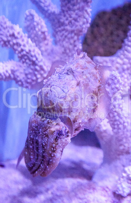 Dwarf cuttlefish Sepia bandensis