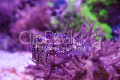 Dwarf cuttlefish Sepia bandensis