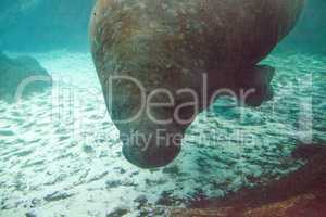 Florida manatee also called the West Indian manatee or sea cow