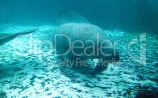 Florida manatee also called the West Indian manatee or sea cow