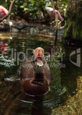 Fulvous whistling duck Dendrocygna bicolor