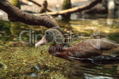 Fulvous whistling duck Dendrocygna bicolor