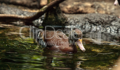 Fulvous whistling duck Dendrocygna bicolor