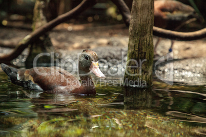 Fulvous whistling duck Dendrocygna bicolor