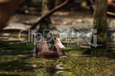 Fulvous whistling duck Dendrocygna bicolor