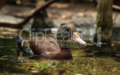 Fulvous whistling duck Dendrocygna bicolor