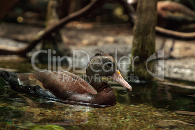 Fulvous whistling duck Dendrocygna bicolor