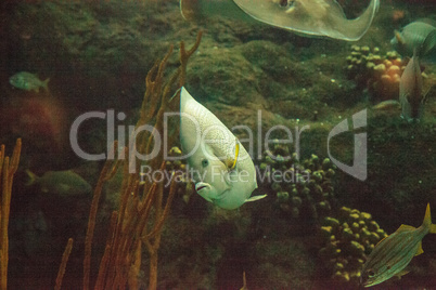 Gray angelfish Pomacanthus arcuatus