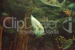 Gray angelfish Pomacanthus arcuatus