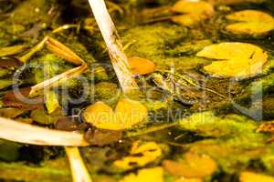 common water frog in a pond