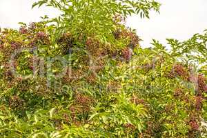 elder berries in summertime in Germany