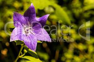 Chinese bellflower, medicine plant with flower