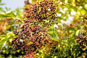 elder berries in summertime in Germany