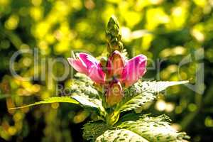 turtle head, American medicinal plant with flower