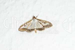 box tree moth on a wall