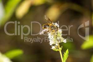 hover-fly on a flower of a peppermint