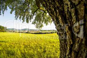 landscape with meadow, tree and view to the German highlands Swabian Alb
