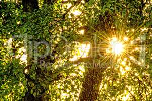 Sun shines through a foliage roof in the back light