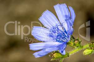 Medicinal plant chicory with flower
