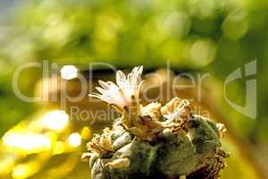 peyote, ritual cactus with flower