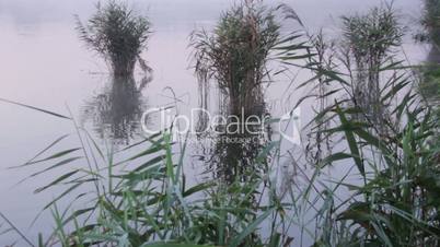 Reed on the pond