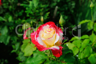 Beautiful roses in summer garden .