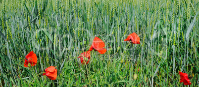Green field and bright scarlet poppies. Wide photo .