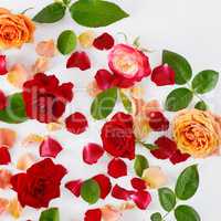 Red roses on a white wooden background. Flat lay, top view.