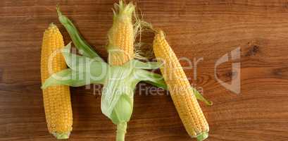 fresh corn cob on wooden table. Wide photo .