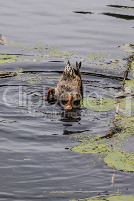 Heads down in the water.Tails up in the air.