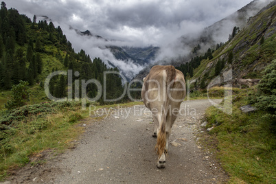 Kuh von hinten in den Alpen