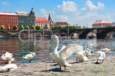 Flock of swans in Prague