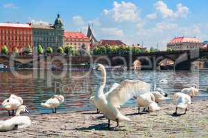 Flock of swans in Prague