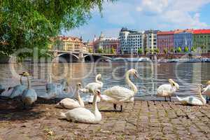 Dancing House and swans