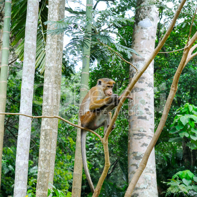 A funny monkey sits on a tree branch in a natural jungle.