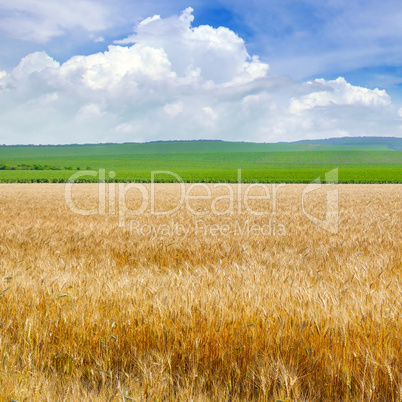 Wheat field and blue sky with light clouds