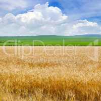 Wheat field and blue sky with light clouds